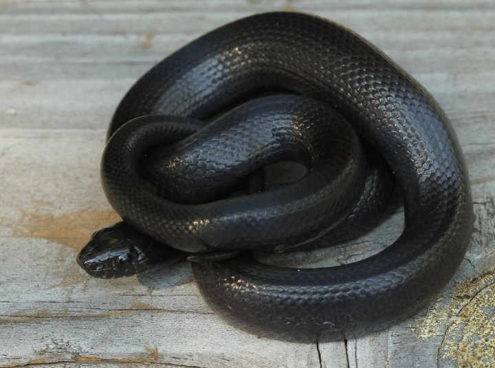 Mexican Black Kingsnake